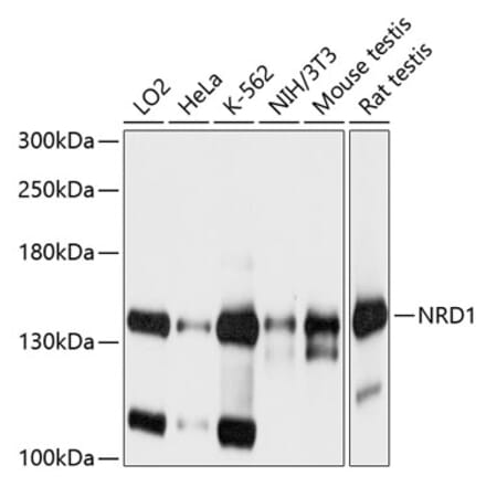 Western Blot - Anti-NRDC Antibody (A16295) - Antibodies.com