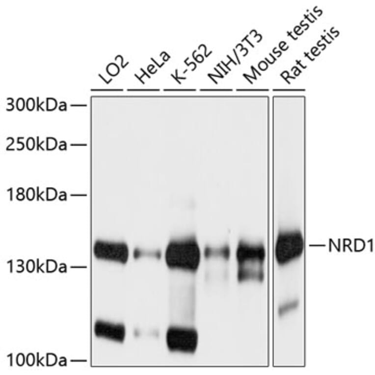 Western Blot - Anti-NRDC Antibody (A16295) - Antibodies.com