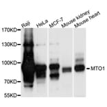 Western Blot - Anti-MTO1 Antibody (A9121) - Antibodies.com
