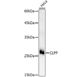 Western Blot - Anti-CLPP Antibody (A16297) - Antibodies.com