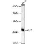 Western Blot - Anti-CLPP Antibody (A16297) - Antibodies.com