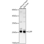 Western Blot - Anti-CLPP Antibody (A16297) - Antibodies.com