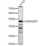 Western Blot - Anti-EBP2 Antibody (A16299) - Antibodies.com
