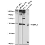 Western Blot - Anti-METTL5 Antibody (A16302) - Antibodies.com