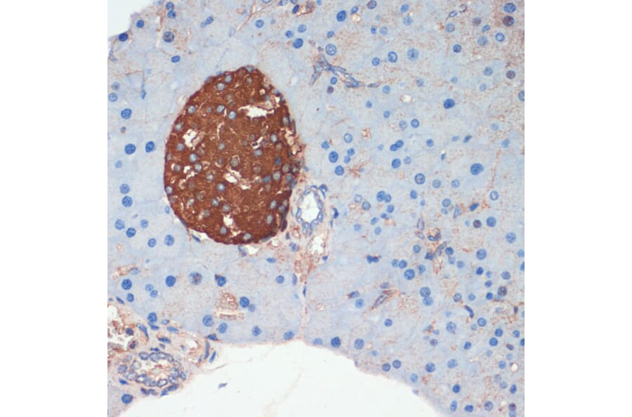 Immunohistochemistry - Anti-Somatostatin Antibody (A16303) - Antibodies.com