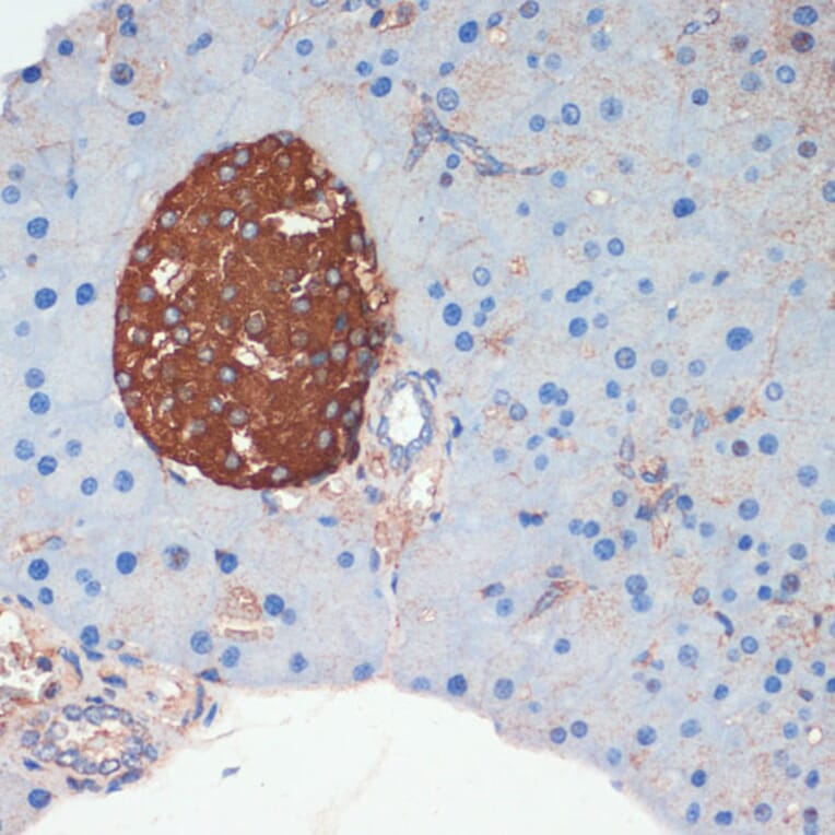 Immunohistochemistry - Anti-Somatostatin Antibody (A16303) - Antibodies.com
