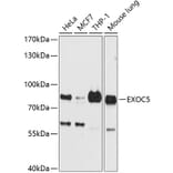 Western Blot - Anti-SEC10 Antibody (A16304) - Antibodies.com