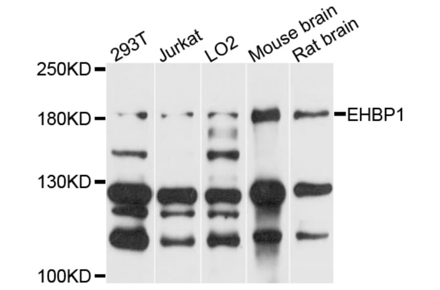 Western Blot - Anti-EHBP1 Antibody (A9286) - Antibodies.com