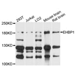 Western Blot - Anti-EHBP1 Antibody (A9286) - Antibodies.com