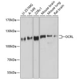 Western Blot - Anti-OCRL Antibody (A9290) - Antibodies.com