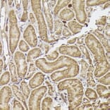 Immunohistochemistry - Anti-METTL4 Antibody (A16307) - Antibodies.com