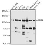 Western Blot - Anti-CPSF2/CPSF100 Antibody (A16308) - Antibodies.com