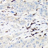Immunohistochemistry - Anti-Coronin 1a/TACO Antibody (A16309) - Antibodies.com