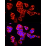 Immunofluorescence - Anti-Sec31A Antibody (A16312) - Antibodies.com