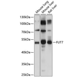 Western Blot - Anti-FUT4 Antibody (A16313) - Antibodies.com