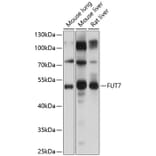 Western Blot - Anti-FUT4 Antibody (A16313) - Antibodies.com