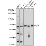 Western Blot - Anti-LSR Antibody (A16314) - Antibodies.com