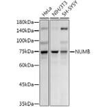 Western Blot - Anti-NUMB Antibody (A16316) - Antibodies.com