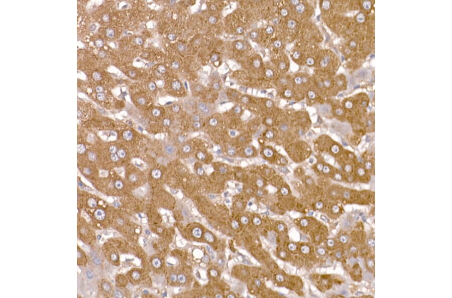 Immunohistochemistry - Anti-NUMB Antibody (A16316) - Antibodies.com