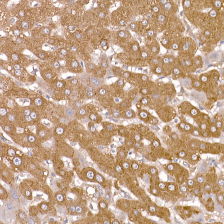 Immunohistochemistry - Anti-NUMB Antibody (A16316) - Antibodies.com