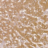 Immunohistochemistry - Anti-NUMB Antibody (A16316) - Antibodies.com