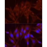 Immunofluorescence - Anti-NUMB Antibody (A16316) - Antibodies.com