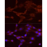 Immunofluorescence - Anti-NUMB Antibody (A16316) - Antibodies.com