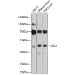 Western Blot - Anti-ZIC3 Antibody (A16319) - Antibodies.com