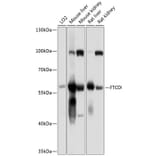 Western Blot - Anti-58K Golgi protein Antibody (A16320) - Antibodies.com