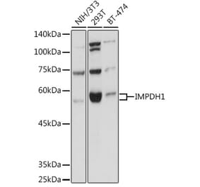 Western Blot - Anti-IMPDH1 Antibody (A16321) - Antibodies.com
