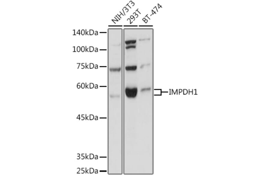 Western Blot - Anti-IMPDH1 Antibody (A16321) - Antibodies.com