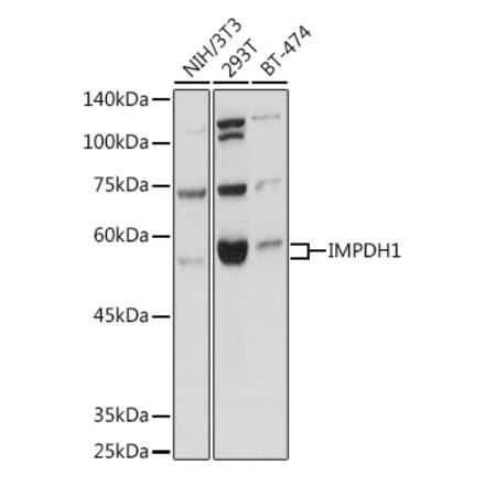 Western Blot - Anti-IMPDH1 Antibody (A16321) - Antibodies.com