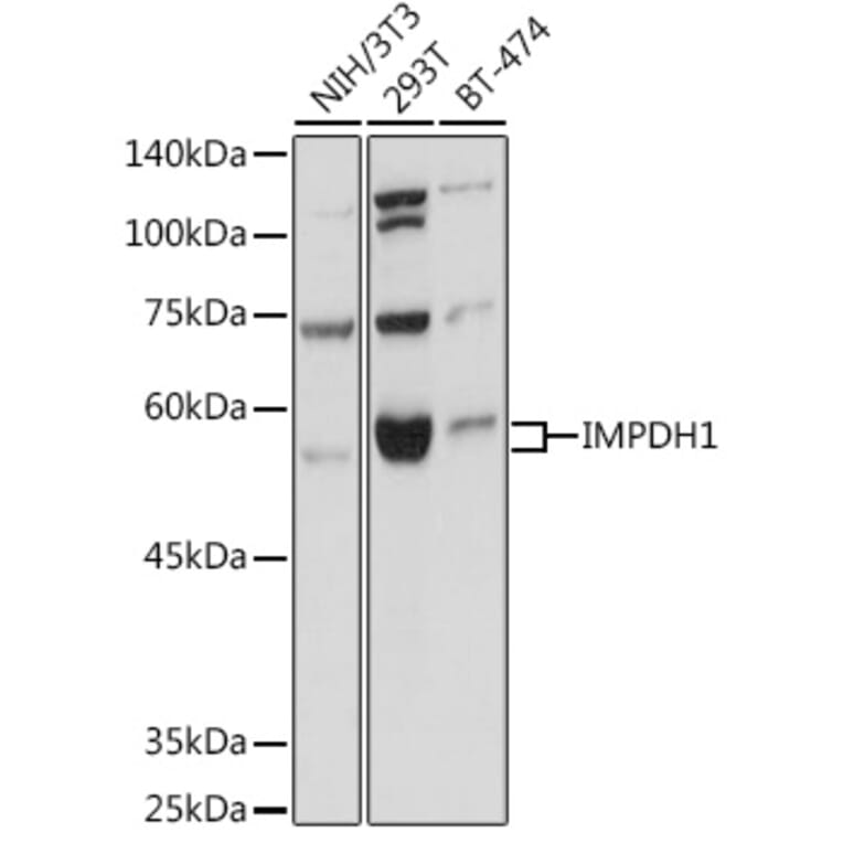 Western Blot - Anti-IMPDH1 Antibody (A16321) - Antibodies.com