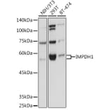 Western Blot - Anti-IMPDH1 Antibody (A16321) - Antibodies.com