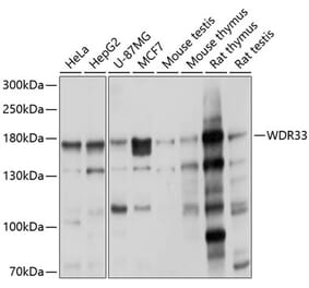 Western Blot - Anti-WDR33 Antibody (A16324) - Antibodies.com
