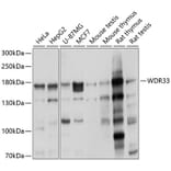 Western Blot - Anti-WDR33 Antibody (A16324) - Antibodies.com