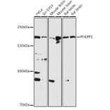 Western Blot - Anti-SCOP Antibody (A16325) - Antibodies.com