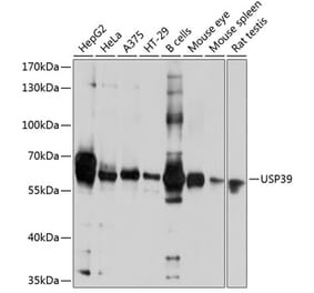Western Blot - Anti-USP39 Antibody (A16326) - Antibodies.com