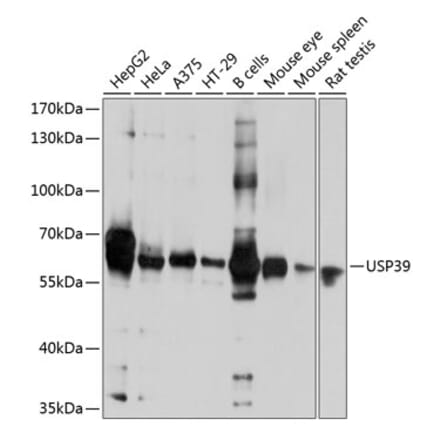 Western Blot - Anti-USP39 Antibody (A16326) - Antibodies.com