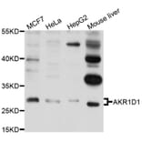Western Blot - Anti-AKR1D1 Antibody (A9586) - Antibodies.com