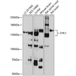Western Blot - Anti-CHL1 Antibody (A16329) - Antibodies.com