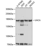 Western Blot - Anti-UACA Antibody (A9713) - Antibodies.com