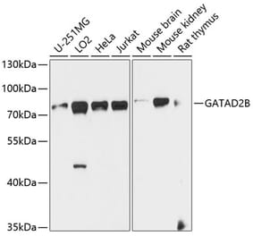 Western Blot - Anti-GATAD2B Antibody (A16332) - Antibodies.com