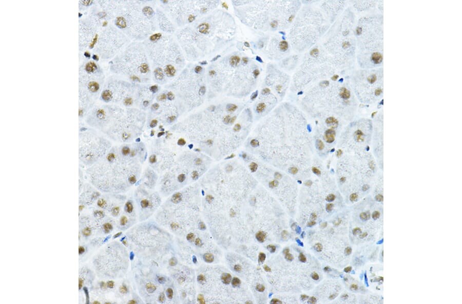 Immunohistochemistry - Anti-GATAD2B Antibody (A16332) - Antibodies.com