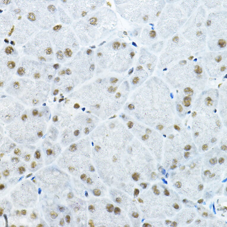 Immunohistochemistry - Anti-GATAD2B Antibody (A16332) - Antibodies.com