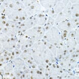 Immunohistochemistry - Anti-GATAD2B Antibody (A16332) - Antibodies.com