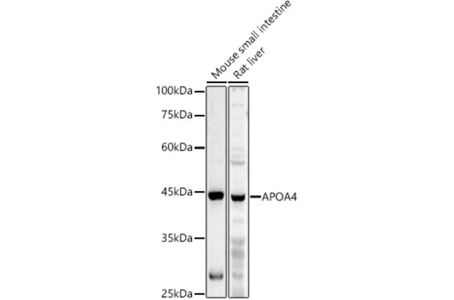 Western Blot - Anti-APOA4/Apo-AIV Antibody (A16333) - Antibodies.com