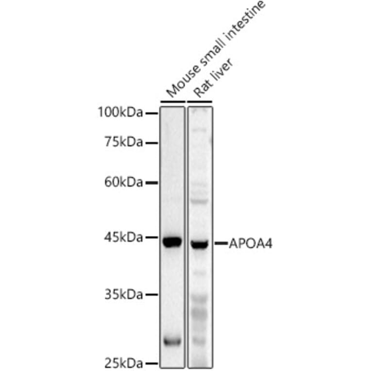 Western Blot - Anti-APOA4/Apo-AIV Antibody (A16333) - Antibodies.com