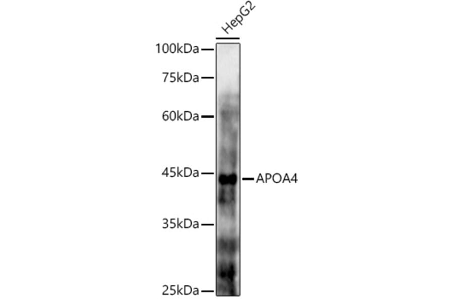 Western Blot - Anti-APOA4/Apo-AIV Antibody (A16333) - Antibodies.com