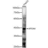 Western Blot - Anti-APOA4/Apo-AIV Antibody (A16333) - Antibodies.com